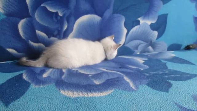 Белый котёнок смотреть онлайн