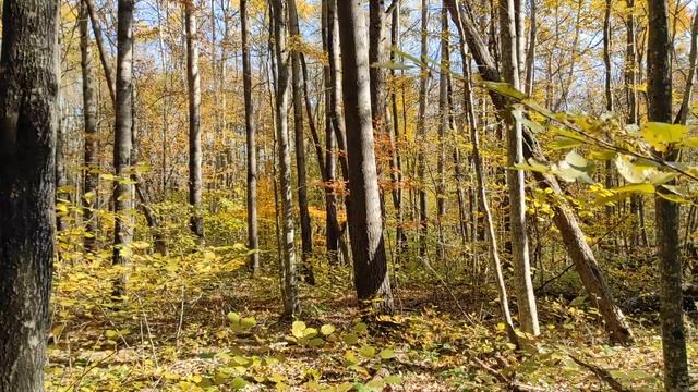 №335/ ВОСПОМИНАНИЯ о ПРИЯТНОЙ прогулке в ОСЕННИЙ лес (РЯДОВКА) смотреть онлайн