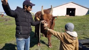 Быки калмыцкой породы хорошо подаются дрессировки.