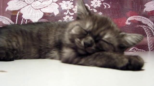 Кошка стрекочет во сне смотреть онлайн