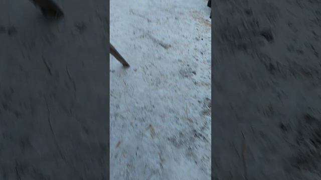 зимние гонки на санях смотреть онлайн