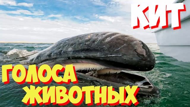 Учим голоса птиц и звуки животных. Звуки природы слушать онлайн КИТ смотреть онлайн