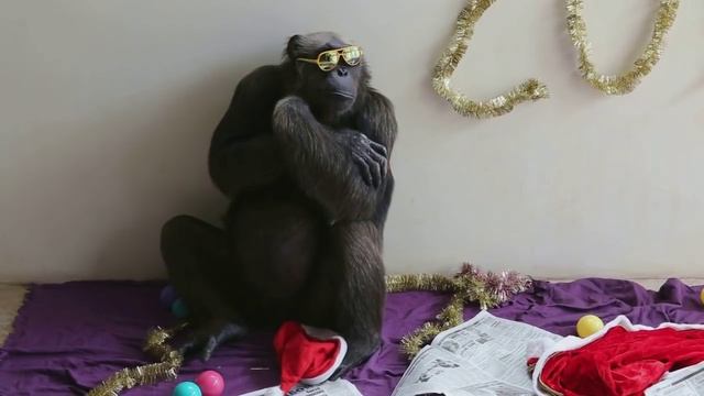 Сафари-Парк Геленджик. Год Обезьяны - в Новый год с Джоном! смотреть онлайн