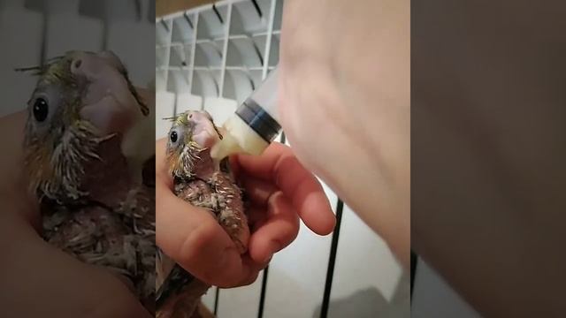 Подкорм птенцов Корелл