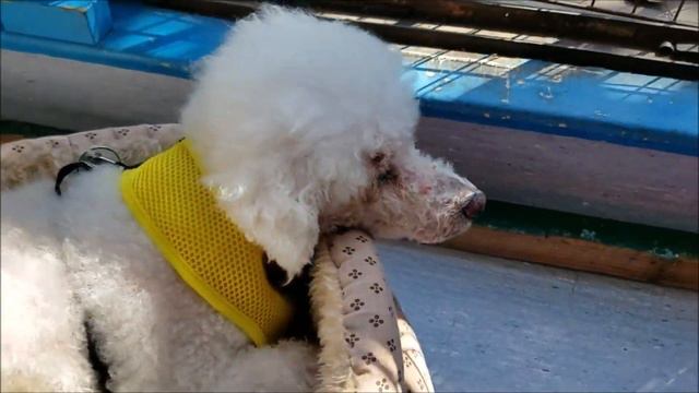 Tubbs, a male Bichon Frise at Muttville смотреть онлайн
