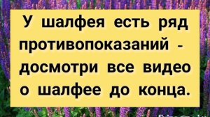 ШАЛФЕЙ ЛЕКАРСТВЕННЫЙ 1 или Священная травка