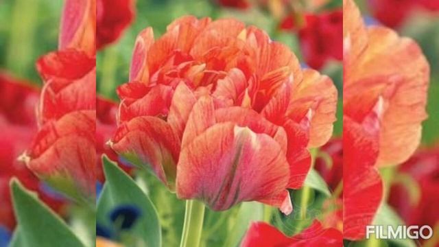 Голландские тюльпаны 2021#тюльпанголандия смотреть онлайн