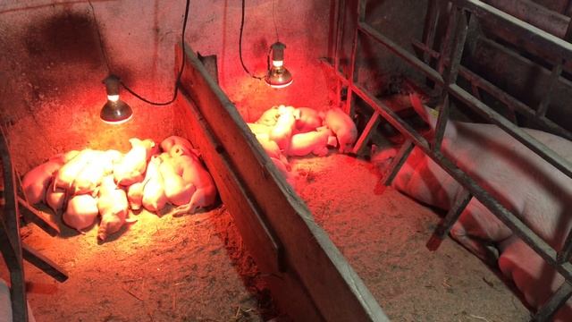 В каком направлении будет развиваться канал//практика на ферме и планы на будущее смотреть онлайн