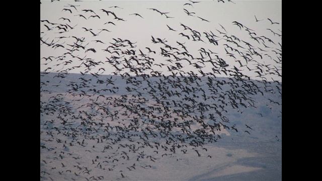 журавль Серый смотреть онлайн