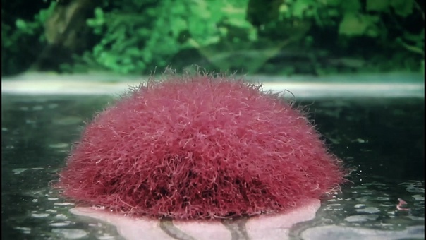 Обслуживаем и кормим трубочник ИЗЯ смотреть онлайн