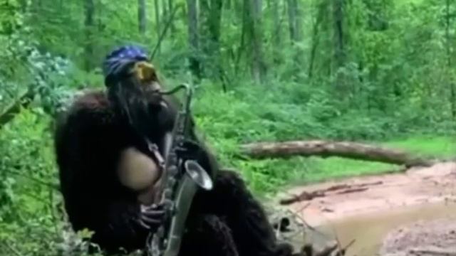 Cool ass monkey playing the saxophone смотреть онлайн