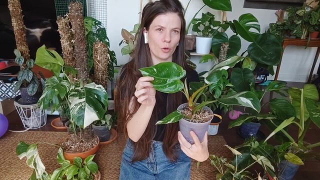Plant tour: Mes plantes à variegations blanches + ''conseils'' d'entretien смотреть онлайн