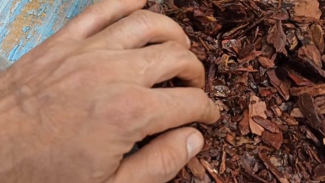 Укоренение в сосновой коре смотреть онлайн