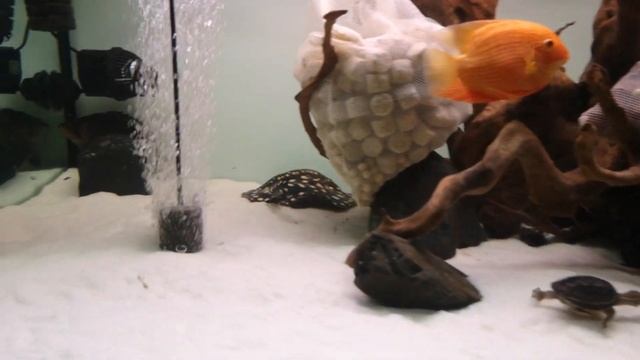 Наклеил белый фон для аквариума