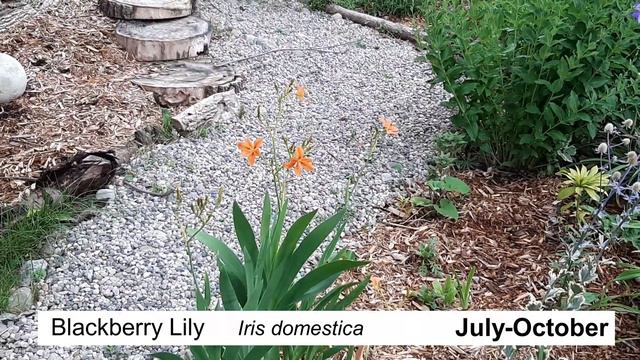 Part 4: My Late Summer / Fall Garden смотреть онлайн