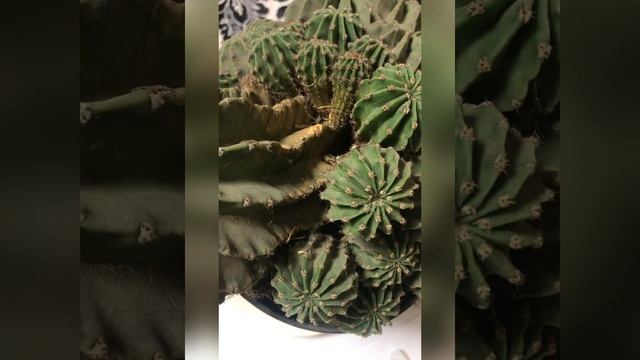 Как пересадить Кактус ? размножаем детками смотреть онлайн