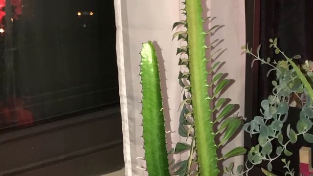 Euphorbia Trigona | Big Changes! смотреть онлайн