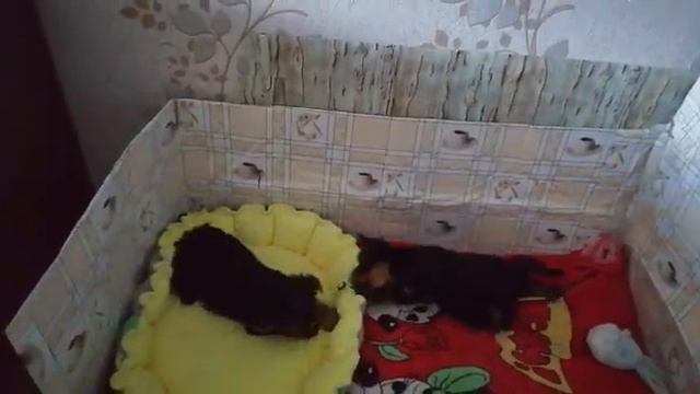 йоркширский терьер смотреть онлайн