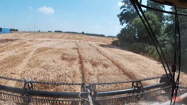 CASE IH 6150 Combine Harvesting Wheat