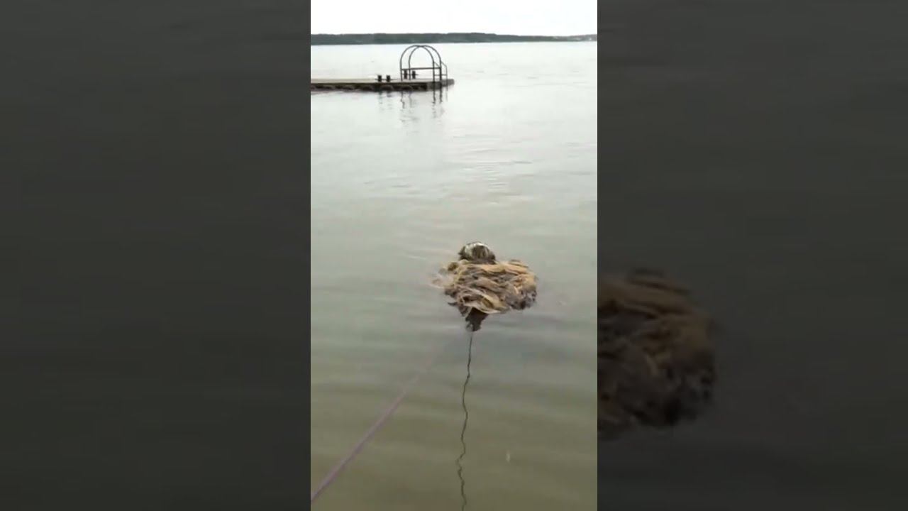 Никогда не рыбачьте на магнит возле проклятого причала! #магнитнаярыбалка #рыбалка #жуткиенаходки смотреть онлайн