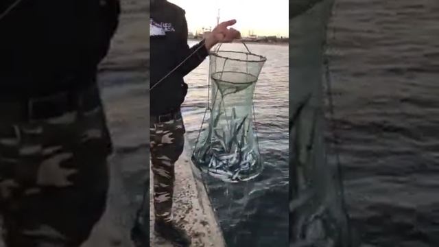 сарган 2018 шпора