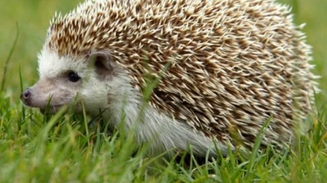 И. А. Крылов "Чиж и Еж" басня смотреть онлайн