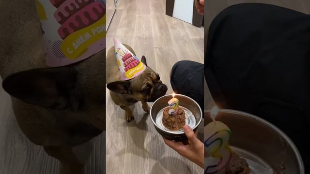 ДЕНЬ РОЖДЕНИЯ НАШЕЙ СОБАКИ смотреть онлайн