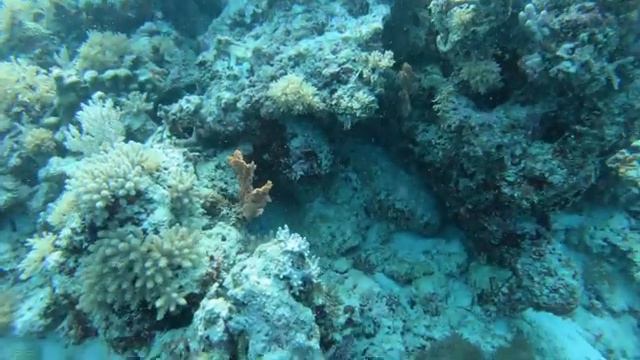 DIVE IN ZANZIBAR: Mnemba Atoll - Bill Gates’ island смотреть онлайн
