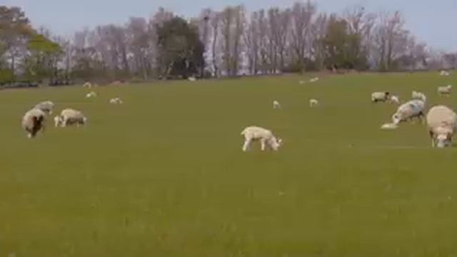 Baa Baa Land | The Movie | 8-Hour Slow-Motion Film смотреть онлайн