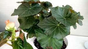 Первая помощь Бегонии, сохнут, скручиваются листья