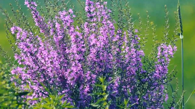Яркий летний куст. Иван-чай цветёт | Футажи красивая природа [FullHD] смотреть онлайн