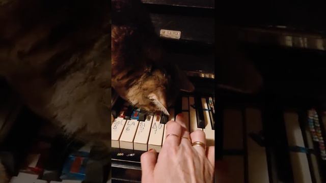 Совместное музицирование+кошка+я + Бетховен+ К Элизе+ пианино+как играть+учиться смотреть онлайн