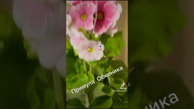 Особенности полива примулы Обконика