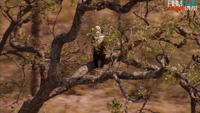 ЧТЕЦ КОРАНА АБДУРРАХМАН АЛЬ УСИЙ смотреть онлайн