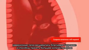 Как работает гидропомпа Bathmate