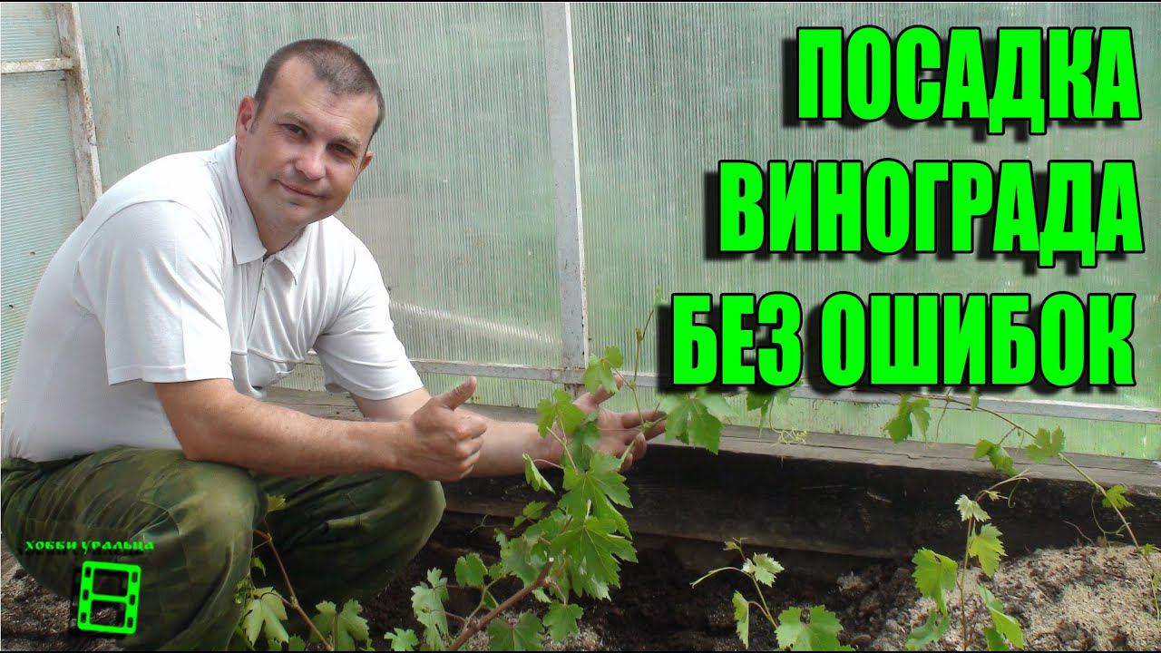 ПРОВЕРЕННЫЙ СПОСОБ ПОСАДКИ ВИНОГРАДА. ОШИБКИ ПРИ ПОСАДКЕ САЖЕНЦЕВ. СЕВЕРНЫЙ ВИНОГРАДНИК С "0" смотреть онлайн