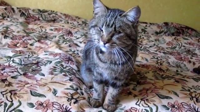 СЛЕПОЙ ЗРЯЧИЙ КОТЁНК смотреть онлайн