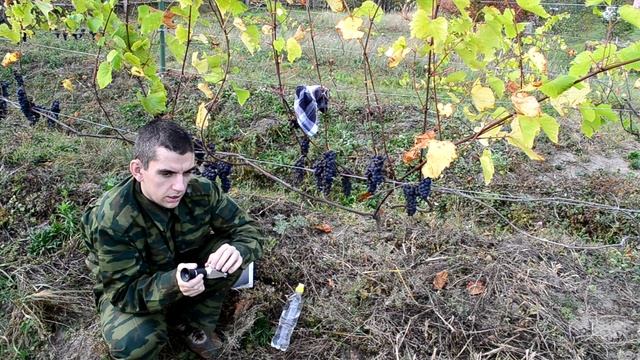 Виноградные инструкции. Измерение сахаристости винограда ручным рефрактометром смотреть онлайн