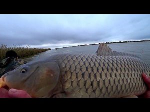 НЕ УСПЕВАЕМ ТЯГАТЬ ЭТИХ КАБАНОВ! КРУГОМ ВСË ДИКОЕ. САЗАНЫ! СОМЫ! ЭТО АСТРАХАНЬ!