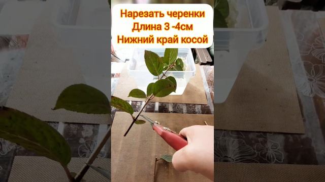 самый простой способ черенкования гортензии "для новичков " смотреть онлайн