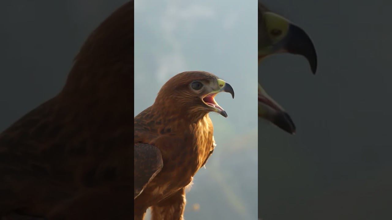 Кто там хотел орла, а не грифа?| ПроДинМедиа | ProDinMedia #продинмедиа #prodinmedia смотреть онлайн