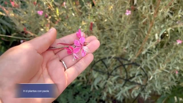 Tour por mi jardín de atrás muchas flores. смотреть онлайн