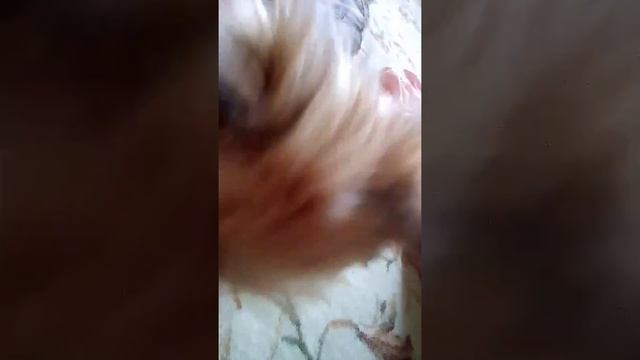 Древоед смотреть онлайн