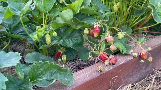 Земклуника Купчиха в нашем саду смотреть онлайн