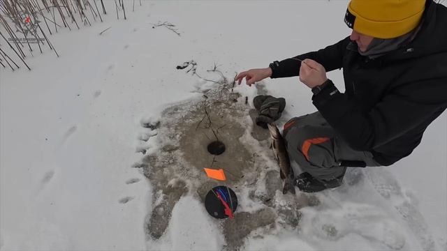 Ловим щуку на жерлицы с напарницей/Хитрющая любительница живца смотреть онлайн