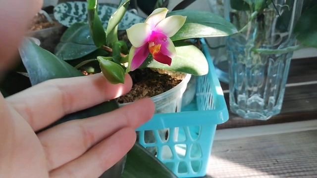 Гибрид от Yaphon Farm - Phal. bellina x Phal. Bear Queen. Первое цветение. смотреть онлайн