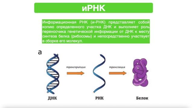 РНК: строение, виды, функции, отличия от ДНК | биология смотреть онлайн