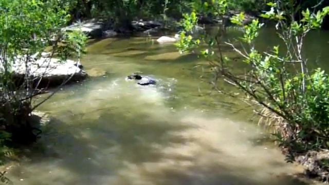 Abzug romps in Barton Creek смотреть онлайн