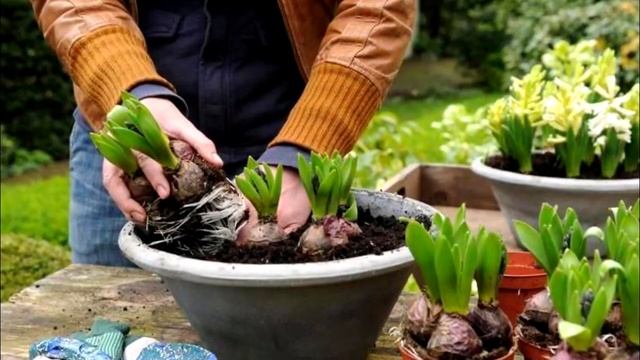 Гиацинты, нарциссы, гиппеаструм, амариллис- выгонка цветоносов луковичных. Зимнее хранение