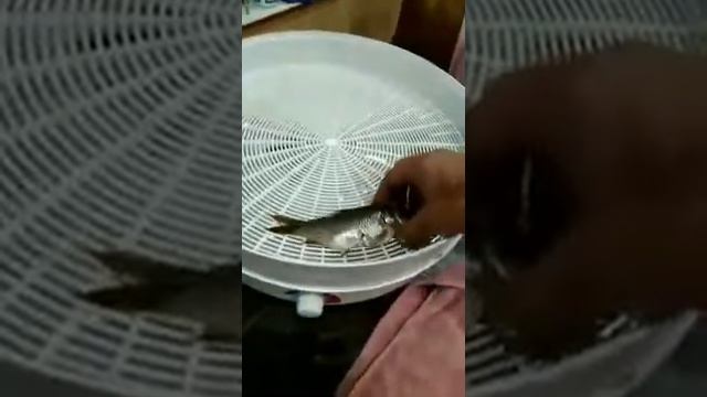 Лесная грибная страсть